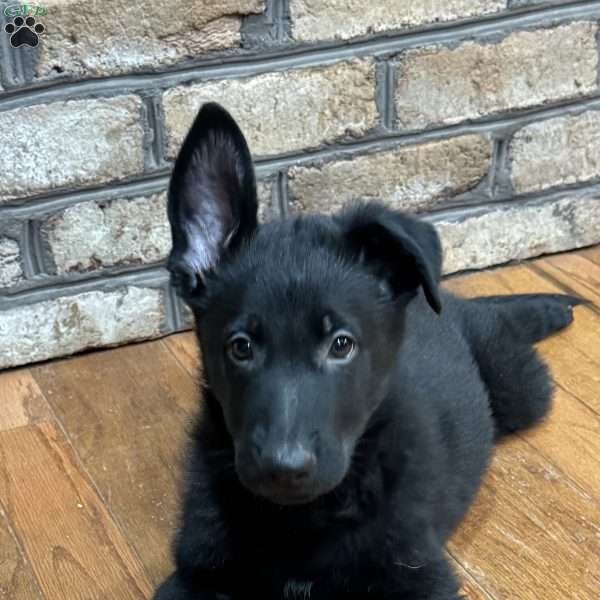 Charlie, German Shepherd Puppy